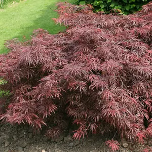 Garnet Japanese Maple Shrub Plant Acer Palmatum 3L Pot 40cm Grafted