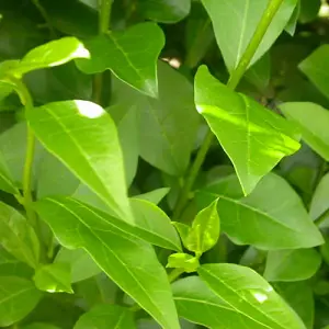 Ligustrum Ovalifolium - Hardy Green Privet Hedging, Low Maintenance (20-40cm, 15 Plants)