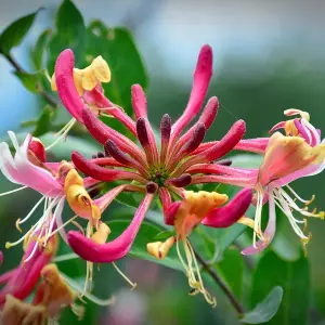 Honeysuckle Belgecia - Scented Lonicera in 9cm Pot - Evergreen Climbing Plant