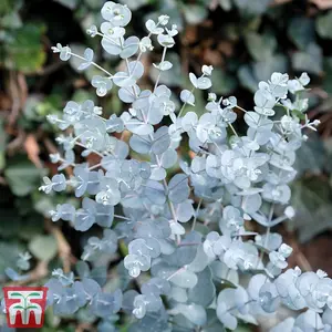 Eucalyptus Gunnii Azura 9cm Potted Plant x 6