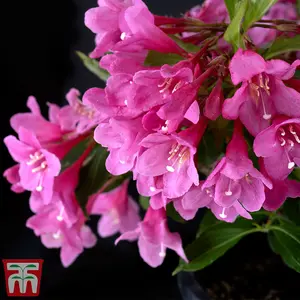 Weigela Towers of Flowers Cherry 9cm Potted Plant x 1