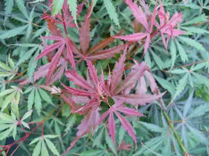 Direct Plants Acer Palmatum Jerre Schwartz Japanese Maple Plant Shrub Extra Large 4ft 5 Litre Pot