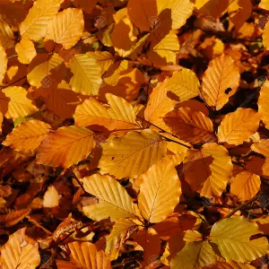 Fagus Sylvatica Purpurea 'Copper Beech' Bare Root Hedge Hedging Tree Plants (2-3ft, 25 Plants)