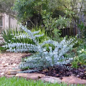 Eucalyptus cinerea 'Silver Dollar' in 9cm Pot - Evergreen Shrub - Cider Gum Tree