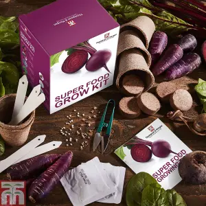 Seed Growing Kit - Super Foods