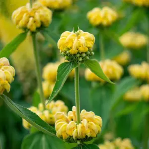 Phlomis Russeliana - Turkish Sage 1 X 9cm Pots