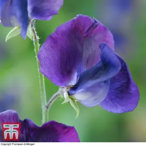 Sweet Pea King Size Navy Blue 1 Seed Packet (20 Seeds)