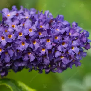 Buddleia Purple - Outdoor Flowering Shrub, Ideal for UK Gardens, Compact Size (15-30cm Height Including Pot)