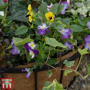 Thompson & Morgan Natural Garden Hanging Baskets & Liners 1 x 30cm Metal Hanging Basket Frame & Coconut Husk Liner