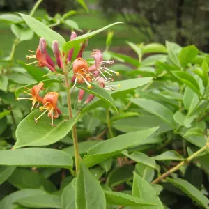 Lonicera Henryi Garden Plant - Climbing Vine, Compact Size (30-40cm Height Including Pot)