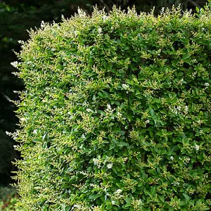 Privet Hedging Ligustrum ovalifolium Set of 50 Bare Root Hedges 60-90cm tall