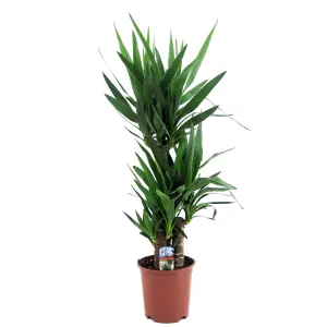 Yucca elephantipes House Plant with 3 Stems, 90cm Tall, in 21cm Pot