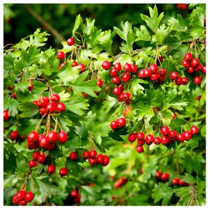 5 Hawthorn Hedging Plants 20-30cm Tall In 1L Pots ,Wildlife Friendly Hawthorne Hedges 3FATPIGS