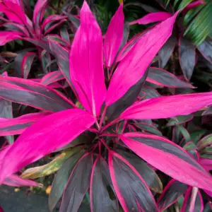 Cordyline 'Tango' Plant - Striking Pink and Purple Foliage, Perfect for Adding Color to Gardens and Patios (30-40cm)