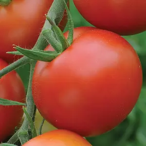 Tomato Moneymaker 1 Seed Packet (50 Seeds)