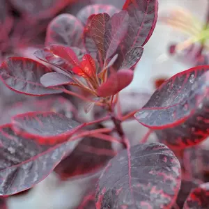 Cotinus Coggygria Royal Purple 3.5 Litre Potted Plant x 2