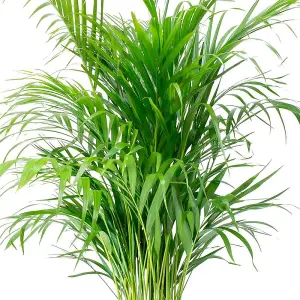 Chamaedorea elegans: Elegant Indoor Greenery, Parlor Palm (35-50cm Height Incl. Pot, 13cm Pot)