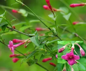 Direct Plants 1X 3FT LARGE JASMINUM BEESIANUM CLIMBING RED JASMINE PLANT - FRAGRANT - 3L