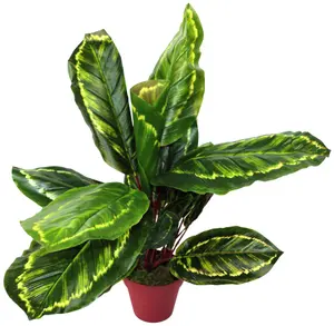 Artificial Medium 50cm Calathea Veitchiane Plant