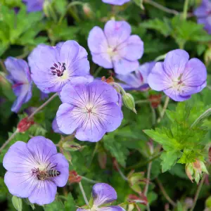 Hardy Geranium 'Rozanne' in a 2L Pot - RHS Plant of The Centenary - Drought Tolerant