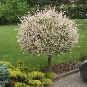 Salix Integra 'Hakuro Nishiki' Tree 60cm in Height - Ornamental Flamingo Willow