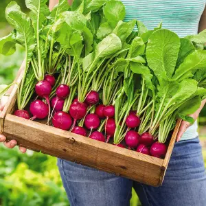 Radish Royal Purple 1 Seed Packet