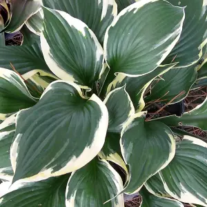 Hosta Patriot (10-20cm Height Including Pot) Garden Plant - Compact Perennial, Variegated Foliage