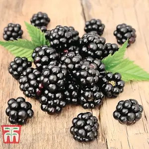 Blackberry Loch Ness 9cm Potted Plant x 3