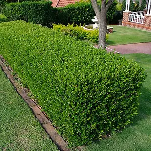 50 x Buxus Sempervirens - Evergreen Box Hedge Shrubs for Lush UK Gardens - Outdoor Plants (20-30cm Height Including Pot)