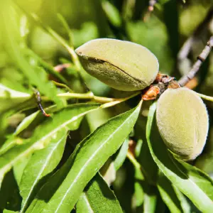 Lincolnshire Fruits Robijn Sweet Almonds Potted 12 Litre