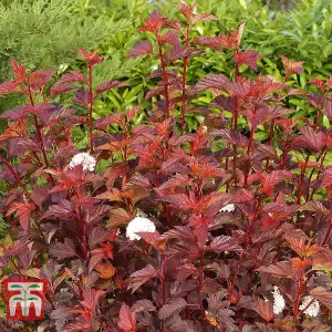 Physocarpus Opulifolius Diable Dor 3.6 Litre Potted Plant x 1