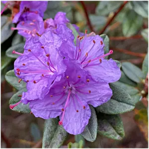 Rhododendron Azalea BlueTit,  in 9cm Pot, Grey, Violet Blue Blooms