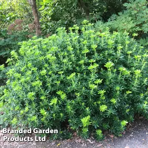 Choisya ternata Greenfingers 3 Litre Potted Plantx 1