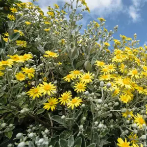 Brachyglottis Sunshine - Outdoor Flowering Shrub, Ideal for UK Gardens, Compact Size (15-30cm Height Including Pot)