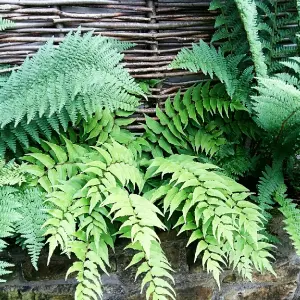 3 x Fern Plant Mix in 9cm Pots - Ready to Plant Outdoor Ferns - Mixed Varieties