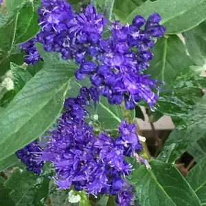 Heavenly Blue Bluebeard Shrub Plant Caryopteris x Clandonensis 2L Pot