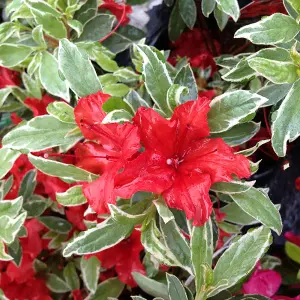 Azalea Hot Shot Plant in 3L Pot with Hessian Gift Wrap - Evergreen Flowering Garden Shrub - Easy to Grow Christmas Gardening Gift