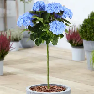 Hydrangea Macrophylla Blue Patio Tree - Stunning Variety, Ideal for UK Gardens, Compact Size (2-3ft)