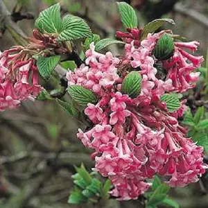 Viburnum Dawn Fragrant Winter Flowering Pink Shrub Large in a 3 Litre Pot