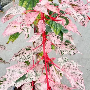 Acer Red Flamingo - Variegated Foliage, Outdoor Plant, Ideal for Gardens, Compact Size (50-70cm Height Including Pot)