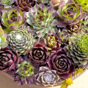 Sempervivum Plant Mix (10 Plants) - Collection of Ten Evergreen Small Hen and Chick Succulents in 5.5cm Pots