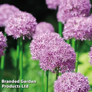 30 Allium Purple Sensation Bulbs