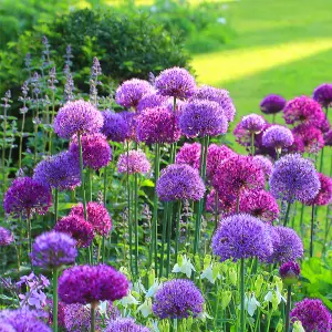 Allium Mixed Flowering Bulbs - Diverse Blooms (250 Pack)