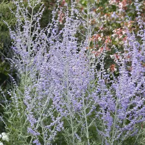 Blue Spire Russian Sage Outdoor Shrub Plant Perovskia Garden Plants 2L Pot