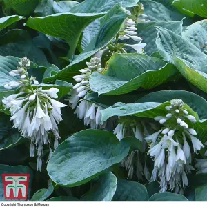 Hosta sieboldiana var. elegans (Giant blue hosta) 3 bare root plants (Size 1)