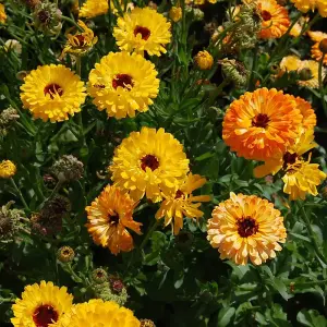 Calendula Art Shades Mixed 1 Seed Packet