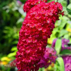 Buddleia Trio - 3 x Butterfly Plants in 9cm Pots - 3 Plants In a Mix Of Colours