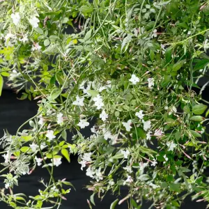 2 x Jasmine Officinale in 9cm Pots - Star Jasmine Plants - Scented Flowers