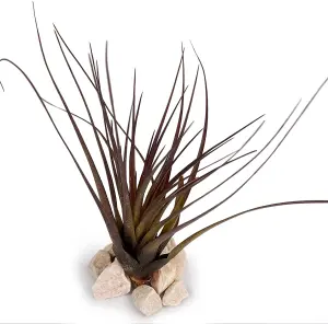 5 x Air Plants Mixed Tillandsia - Large Plants - Indoor House Plants