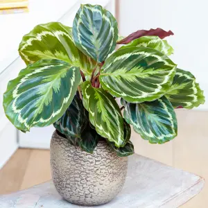 Calathea Medallion - Vibrant Foliage, Indoor Houseplant (12cm, 30-40cm)